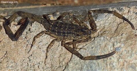 brown scorpion philippines|Isometrus maculatus .